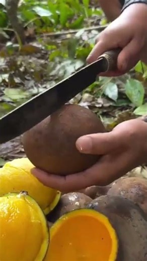 how to split a mango that can only be found in the interior of the forest with