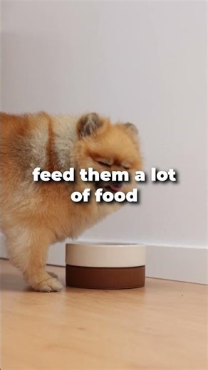 What food makes animals fat?