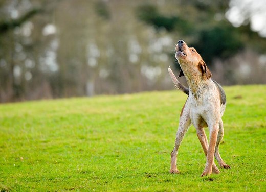 Why Do Dogs Howl? 5 Reasons To Understand Why Your Dog Is Howling