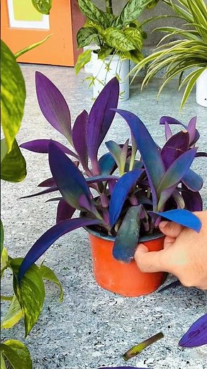 💜 How to Care for Purple Heart Plant at Home | #PurpleHeartPlant #PlantCare #Gardening #Houseplants