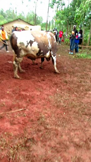 451K views · 6.5K reactions | #WesternProvince #luhya #bullfighting #Kakamega #bullfighter #shinyalu #isukuti #kisumu | Sinzore Eugene | Facebook