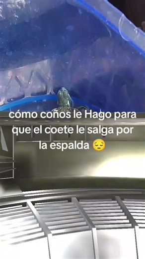 cómo se ase#parati #tortugini | tortuga