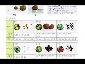 [초등과학 4-1 무료강의] 3. 식물의 한살이 ① 여러 가지 씨를 관찰해 볼까요?