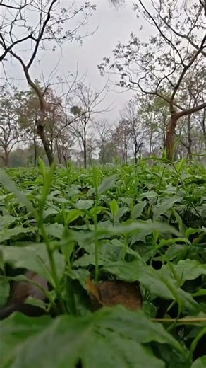 #bollywood #army #ekmotahathighumechala #song