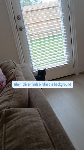 Bird obsession | Aisha Rahman