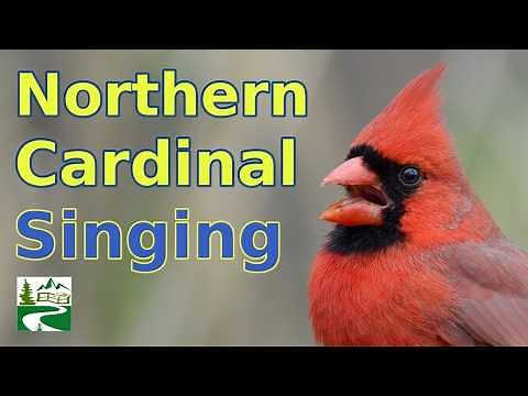 Cardinal Singing & Call Sounds