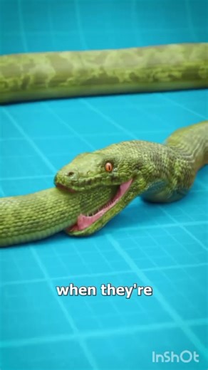 If a snake puts its own tail into its mouth, it usually happens ?