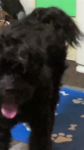 ゴジラ犬のらら #癒し #animals #animation #cute #dog #プードル #子犬 #犬 #godzilla #ゴジラ