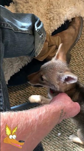 Cute Coyote Pup Howls In Harmony!