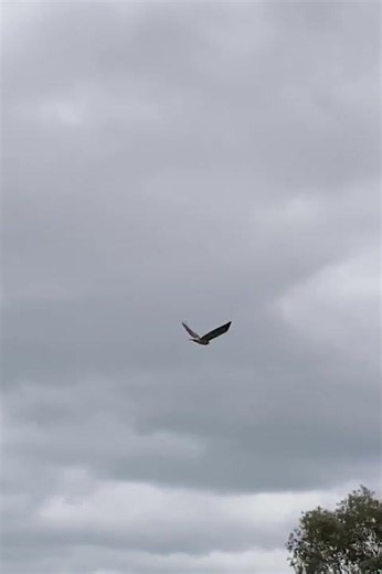 Nature Lives - Hawk's Short Glide Across the Field