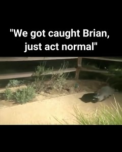 Act normal Brian! | Animal Memes