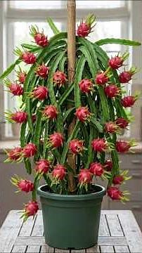 How to grow giant pitahayas at home
