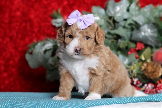 Iris - Cavapoo Puppy DC4DAD