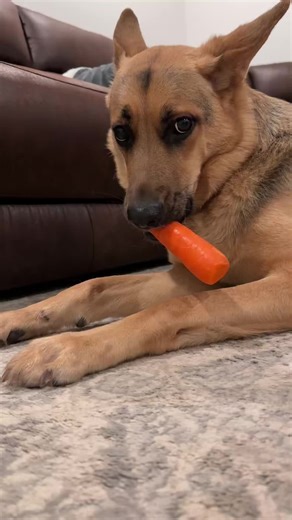 German Shepherds Enjoying Every Crumb: ASMR Experience