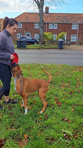 It's important that your dog sees you as that point of reference everywhere – in the park, on the street, in the store – the one who provides safety, calm, and play. I think Proxima and I have reached these points: I can play with her anywhere, ask her to do tasks, and she does them happily. #kutyatréningtippek #dogworkout #boxerlifestyle #caninetrainingtips #kutyafegyelem #streettraining #dogfocus #boxersofinstagram #trainingprogress #kutyakiképzés #strongdogtraining #dogenergy #boxercommunity 