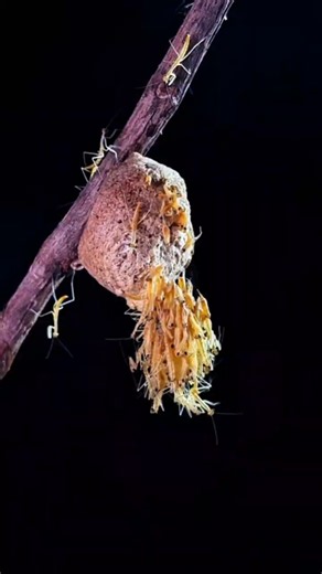 Watch the moment a batch of baby mantises are born, it's super fascinating #BabyMantises #mantis
