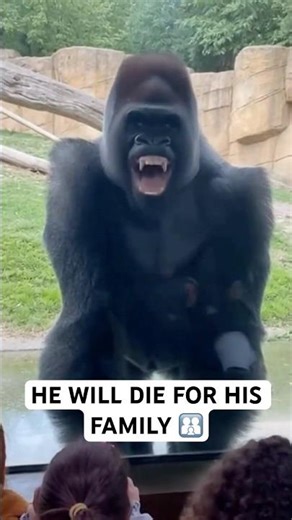 Stronger Than 20 Men? The Truth About Gorillas 🦍💪