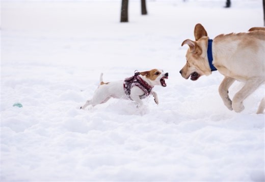 CryptoGuard: An asymmetric approach to the ransomware battle