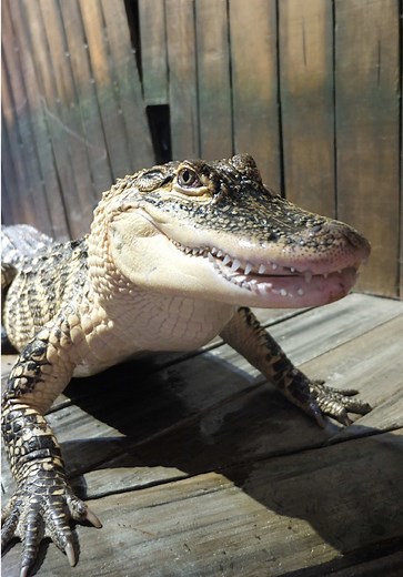 Discover the Diversity at Georgia Aquarium Club