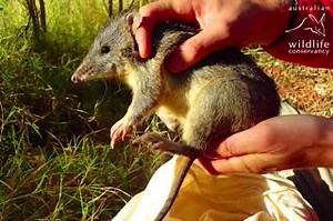 A snapshot of Bandicoot surveys in the Kimberley 👀 Using camera traps and live trapping, our team in the Kimberley have been monitoring bandicoots to build a population estimate and measure the impact of conservation actions. Two different species occur in the Kimberley - the Northern Brown Bandicoot, and the much rarer threatened Golden Bandicoot. However, they can be difficult to tell apart. Part of our ongoing survey work involves taking measurements and genetic (hair) samples from bandicoot