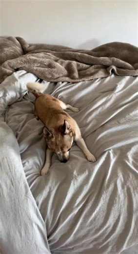 Sometimes you just gotta SCREAM #chihuahuapuppy #pomchi #nacho #pomeranian #barking #funny #cutedog