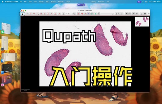病理AI前期基础｜Qupath基础教程：打开文件并查看设置参数｜2024-11-07
