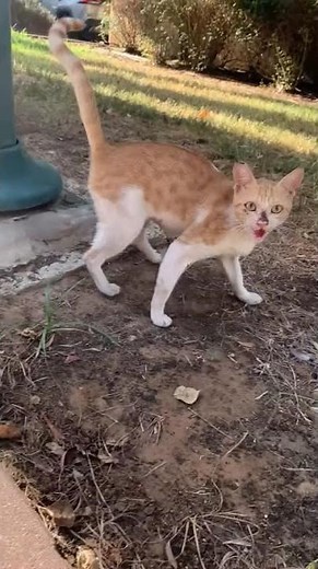 Ginger and White Cat Makes Adorable Jump - Cute Cat Video