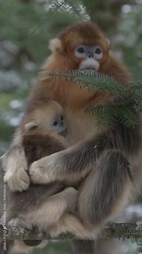 93K views · 1.8K reactions | Sometimes all you need is a hug 輸 Golden snub-nosed monkeys are highly social animals who spend most of their day eating, grooming each other, and playing. When it’s bedtime, they cuddle up together to keep warm as they sleep  @wildwondersofchina | WWF | Facebook