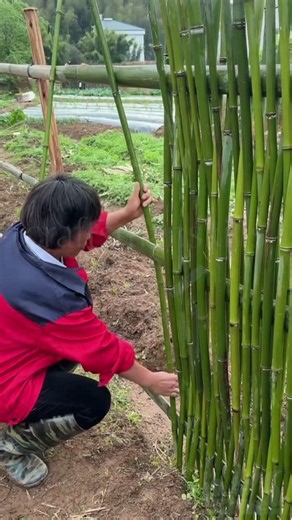 Bamboo Fence Installation Technology Standard Garden Bamboo Barrier Construction Process