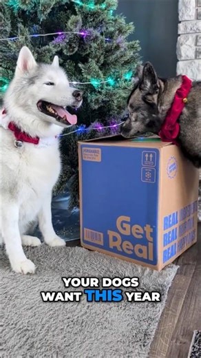 Watch My Dogs React to This New Food Topper!