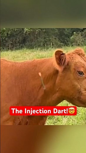 This Injection Method Saves Vets From Getting Hurt #safety #animals #shorts