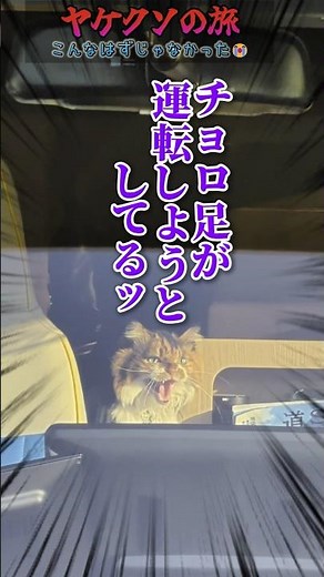 A whirlwind trip! In search of a full course of pufferfish... #ShibaInuSteve