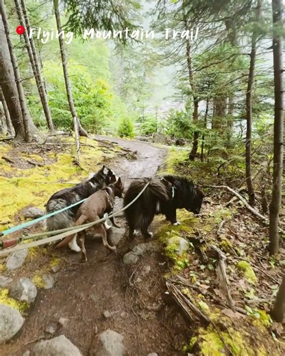 Vanessa | Wild Trails + Wagging Tails | 3 dog-friendly hikes at Acadia that we come back to every time 🐾 Acadia is one of the most dog-friendly National Parks out there, and we... | Instagram