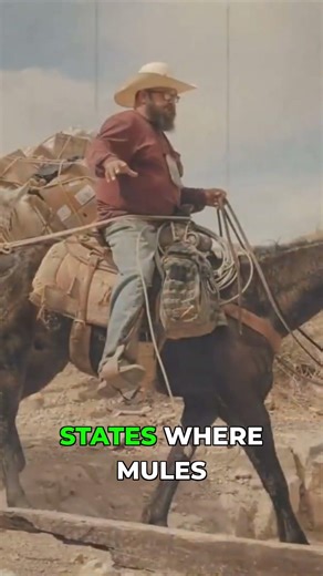 This Remote US Town Has NO Other Way to Get Mail #shorts #documentary #survival