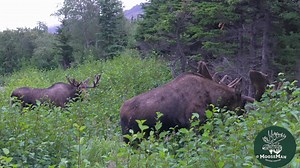 Welcome to Wednesday morning Moose & Coffee's feature video. I hope you take the time to read this. I am extremely proud of the job Libby did filming this clip. This is all her work and I encourage you to watch it all the way thru, it's worth it. I've watched it several times and I still am fascinated by this clip. It's the big guy 22 and a funky new bull we are calling Tim (Timid Tim), the name won't stick, it's only temporary for fun. I'll say it again, I really like this clip. Love the way it