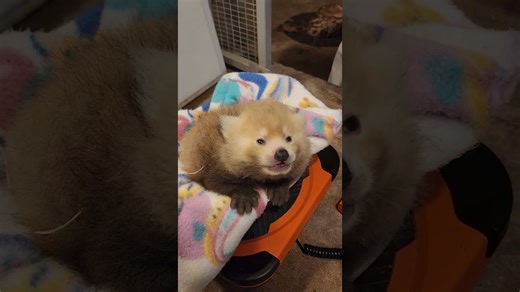 Red panda babies receive gentle health check