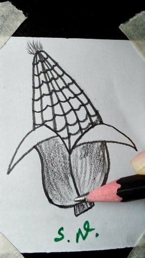 Step by step corn drawing tutorial by letter 'V' #howtodraw #corn #art #drawing #sketch | Surovee Nasrin | Facebook
