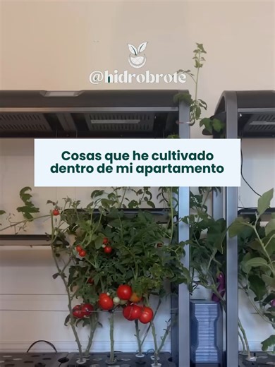 🌱16 cultivos hidropónicos en un apartamento 💧Esta es la cosecha real de una persona que cultiva sin salir de casa. Lo que más sorprende no es la variedad, sino que todo esto cabe en espacios pequeños y sin tierra. 💚 Sigue a @hidrobrote para aprender paso a paso cómo armar tu propio huerto hidropónico sin importar el espacio que tengas. 🚨Y si quieres empezar con los sistemas más sencillos, comenta 👉🏻 CLASE 👈🏻 y te enviamos el acceso a nuestra próxima clase gratuita de hidroponía. Los luga