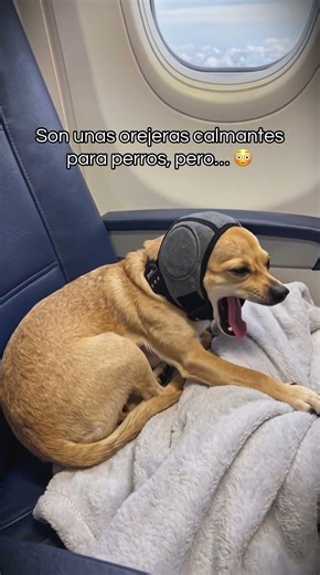 Mi perro ladraba sin parar en el avión... hasta que probé esto 🐶✈️