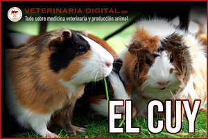 El Cuy - Historia y desarrollo de las razas actuales.