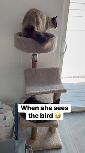 She was so excited to see the bird! 😂 #cat #viralreels #georgeandlunacat #petlover #catlover #pets | Colton Black