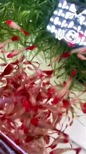 The reason that Everyone Loves Red Guppies ❤️🐠 #shorts #aquascape