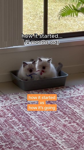 Adorable Ragdoll Kittens Pooping Together - 6 Months Update