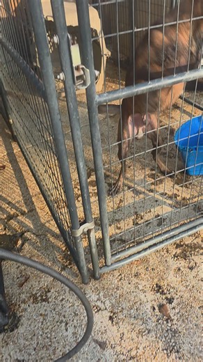 Understanding K9 Taz: Dog Training Insights and Challenges