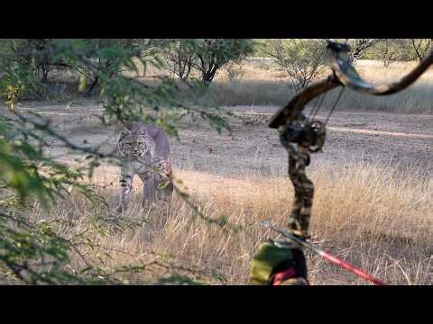 He looked right at me, but never ran.