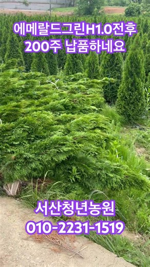서산 에메랄드그린H1.0전후 작상가 8천원 파격특가 최소주문 200주부터!#에메랄드그린 #조경수 #조경공사 #조경디자인 #정원수