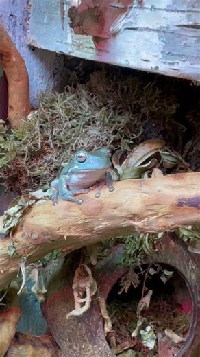 Sandfire blue #aquarium