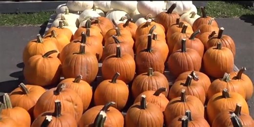 McElwain’s Sees an Early Pumpkin Harvest