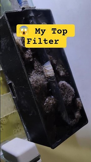 How to Clean an Aquarium Top Filter 🐠🧽 | Easy Filter Cleaning Guide #aquarium #topfilter
