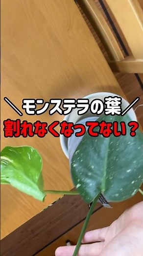 Has your Monstera stopped splitting? #houseplants #monstera